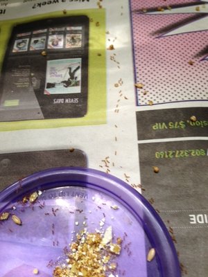 ants.jpg
