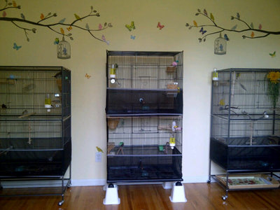 Bird Room 1.jpg