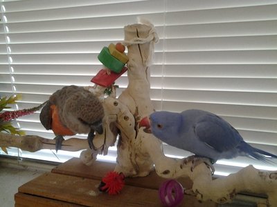 Beak fencing. ....already.