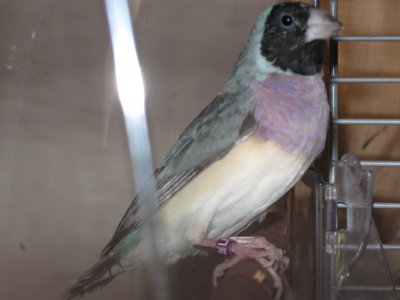 new goulds 002.jpg