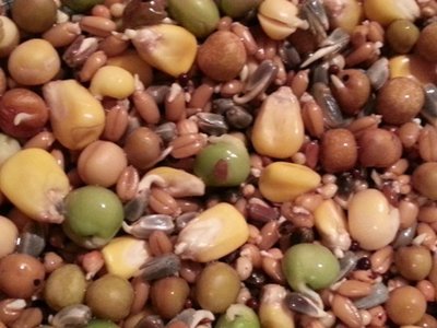 pigeon mix.jpg
