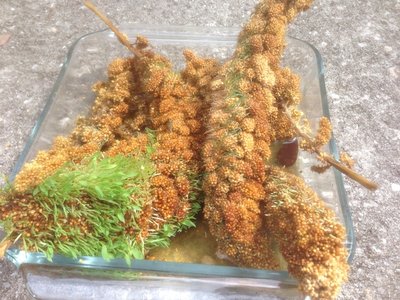 Millet Sprouts.jpg