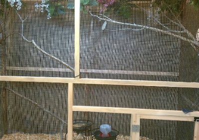 owl aviary all set up small pic.jpg