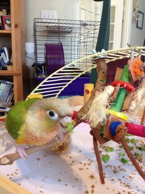 LilBit and Messy Beak.jpg