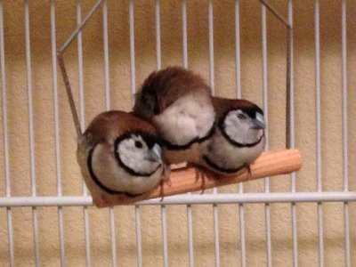 Owlie is the one in the middle