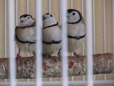 Owlie is on the left with the pink band