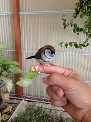 Perching on my finger (that's egg on my finger lol to entice her in)