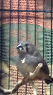 It is hard to see, but he has eggfood on his beak  hahahaha