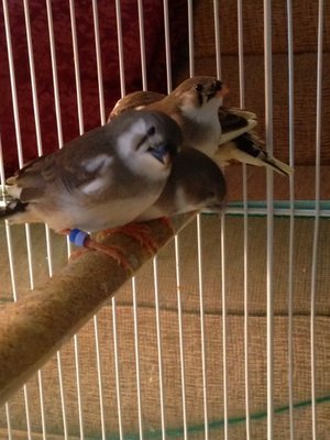 Pied babies fledged Aug 14.jpg