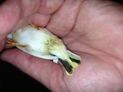 Is this ok for a new fledgling?  is it because they sat in the nest?