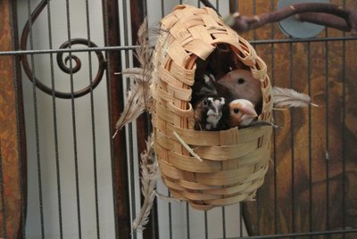 nestcram2.JPG
