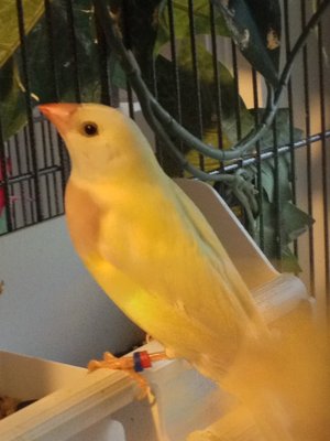 pretty boy...