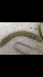 poss millet spray.png