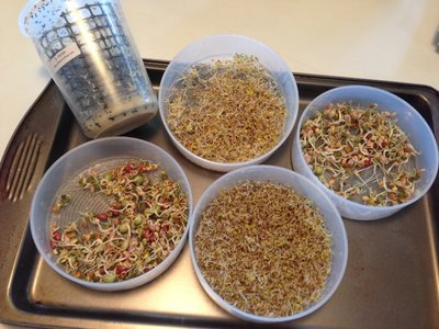 Sprouts and Flies!.jpg