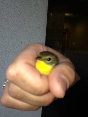sick bird 1.jpg