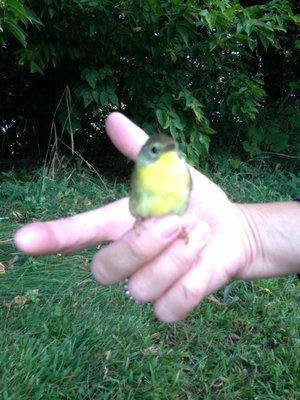 sick bird 2.jpg