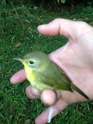 sick bird.jpg