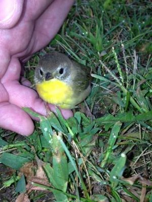 sick bird cute.jpg