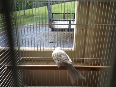 This is the hen I purchased for my male...I was told she is an agate.