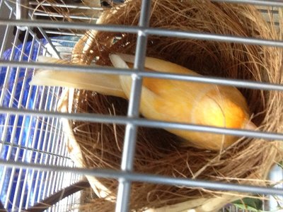 Boring Canary.jpg