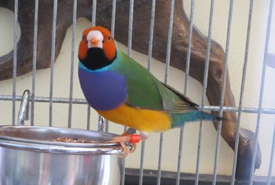 Silver ring gouldian for ad.jpg