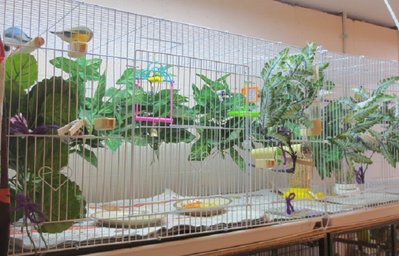 Gouldian flight cage.jpg