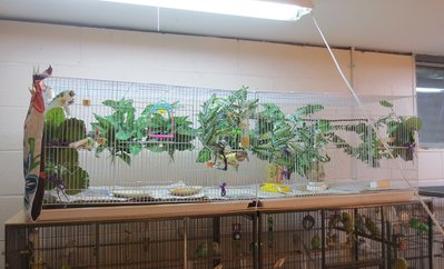 Gouldian finch cage.jpg