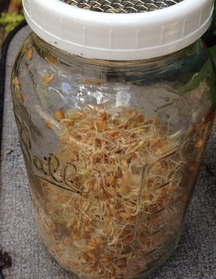 Wheat grass sprouts.JPG