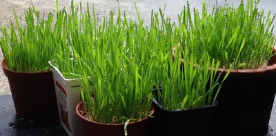 Wheat Grass.JPG