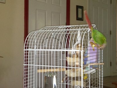 coconut going crazy.jpg