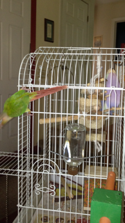 coconut going crazy 1.png