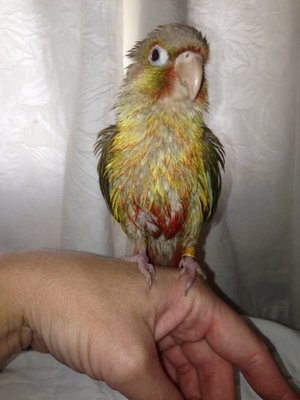 coconut soaking wet.jpg