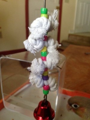 Coconuts new toy that she is ingnoring like a Diva.jpg