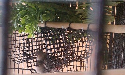 4-10 BB babies settling in for a nap!.jpg