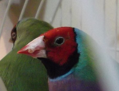 Beak-1