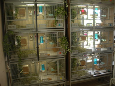 Cage stack in front of window