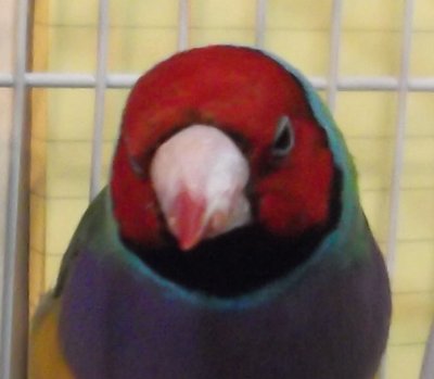 Beak-2