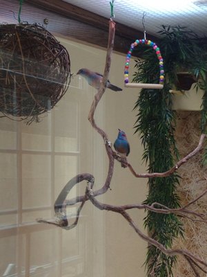 Birds Near Globe.jpg
