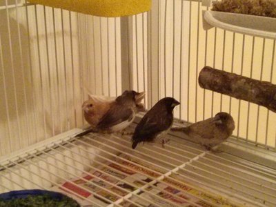 Ruby, Curly, Mo &amp; Larry (Max is hiding in back)