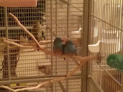 Bert &amp; Ernie