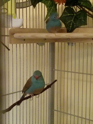 Bert &amp; Ernie
