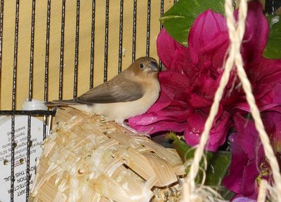 Chick #2