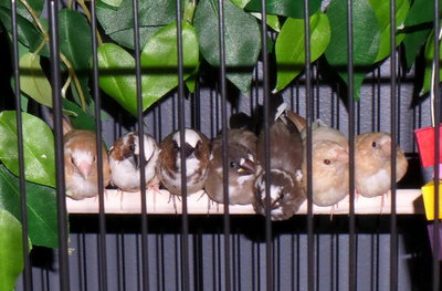 Babies All Lined Up