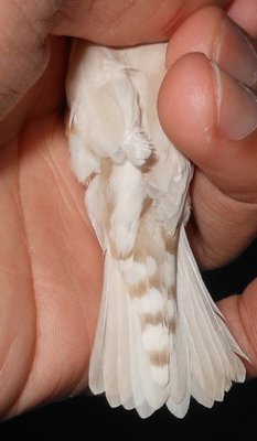 white male's tail