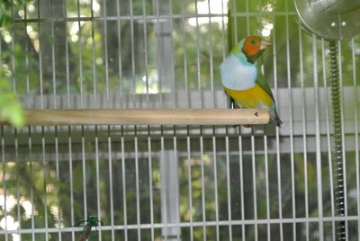 Cucumber 1.JPG