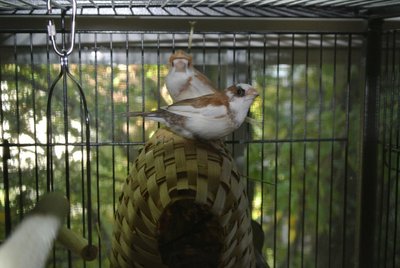 Caper and Conifer.JPG