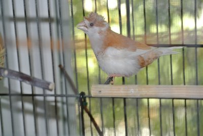 Caper Singing.JPG