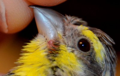 This is the close-up of the nodule that appeared two weeks after noticing first bare spots on top.