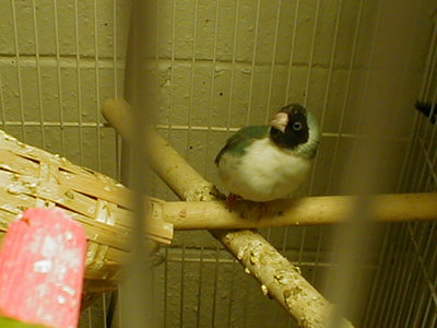 Female Blue Handicapped