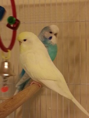 10-20 YF and Sky Spangle.jpg